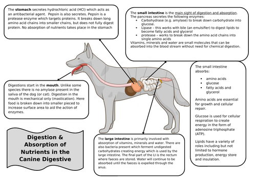 Canine digestive outlet tract