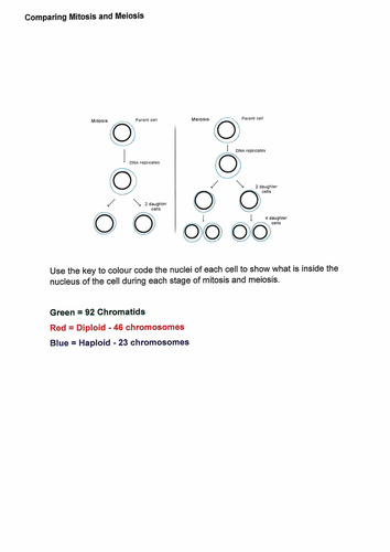 Mitosis and Meiosis - colour code the Chromosomes