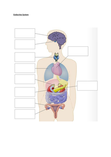 Endocrine + Reproductive + Lymphatic