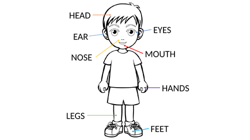 Body Parts by amacarenamart | Teaching Resources
