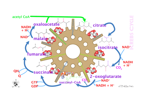 Krebs cycle picture