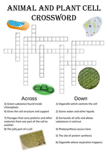 Biology Crossword Puzzle Animal And Plant Cell Structure Teaching Resources