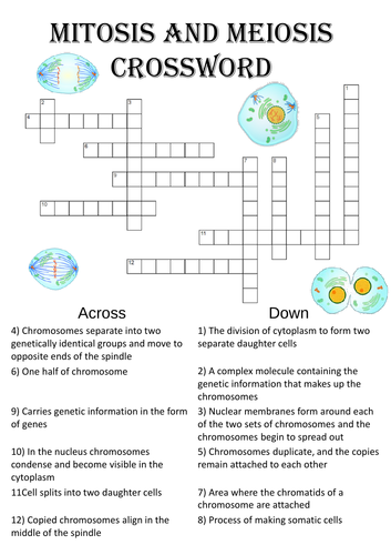 Biology Crossword Puzzle: Mitosis and meiosis Teaching Resources