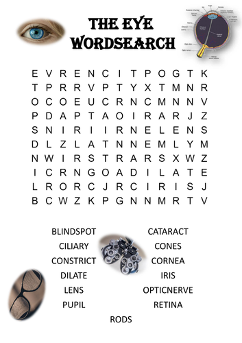 Biology word search Puzzle: The eye (Includes answer key)