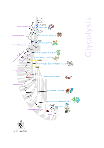 Glycolysis picture