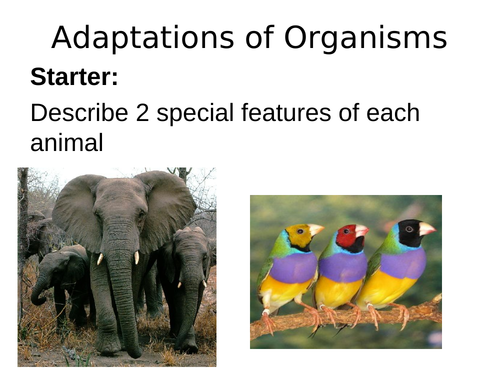 Adaptations of Animals | Teaching Resources