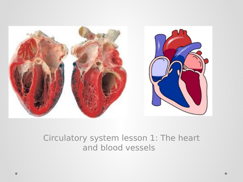 Introduction to the circulatory system