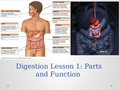 The Digestive System