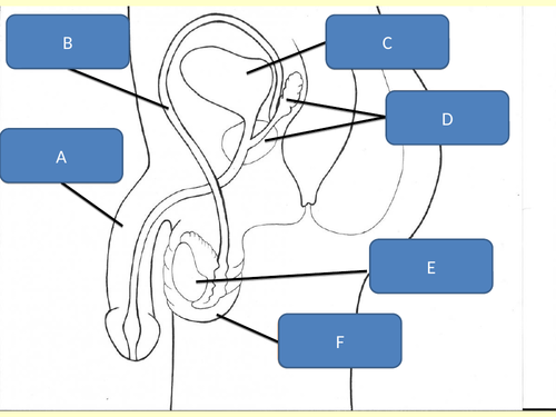 Introducing female reproductive system