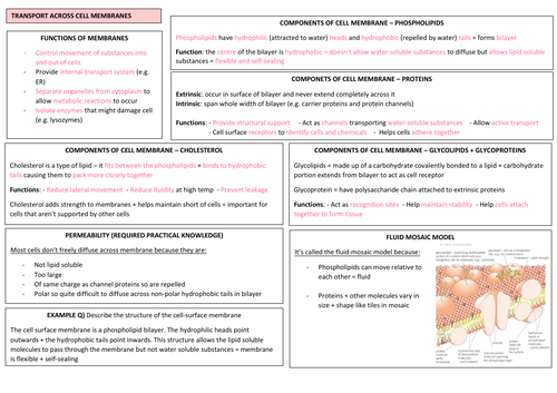 AQA A LEVEL BIOLOGY - Transport Across Cell Membranes Revision