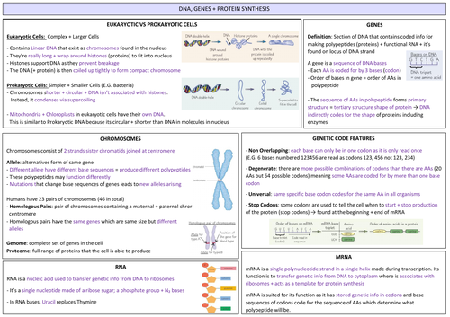 AQA A LEVEL BIOLOGY - DNA, Genes + Protein Synthesis Revision