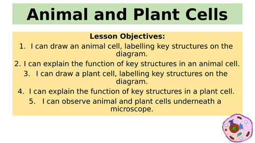B1.2 Animal and Plant Cells