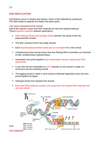 AQA Biology A Level DNA Replication Notes
