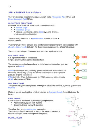 AQA Biology A Level DNA Structure Notes