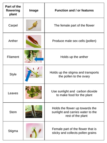 Parts of a Flower KS2 Worksheets, Activities, Lesson Plan and Plenary