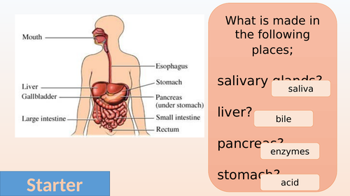 Required Practical Investigate the effect of pH on the rate of reaction of amylase enzyme