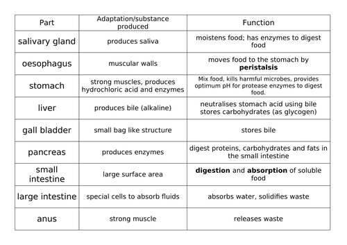 GCSE Digestive System card sort