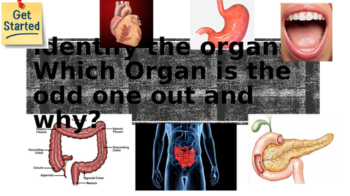 The Lungs