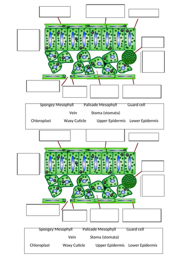 KS3 Photosynthesis & Leaf structure