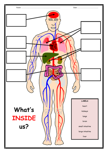 Human Body - What's Inside Us?