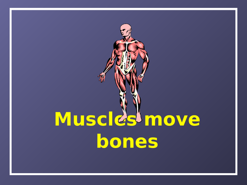Muscles and Bones - PowerPoint