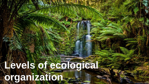 Levels of ecological organization