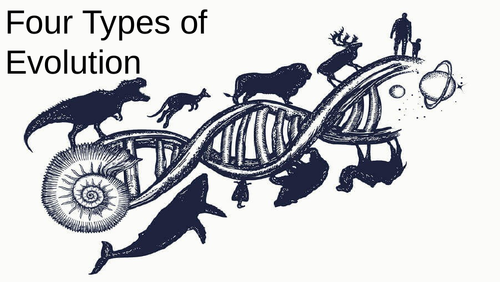 Four types of Evolution