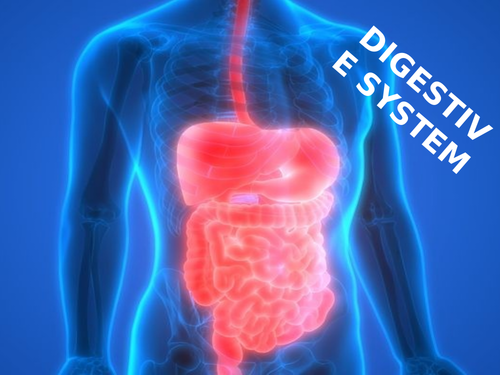 Digestive System | Teaching Resources