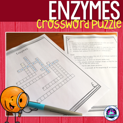 Enzymes Crossword Puzzle Teaching Resources