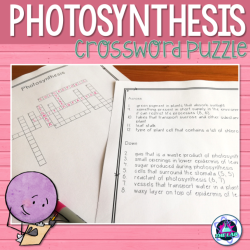 Photosynthesis Crossword Puzzle