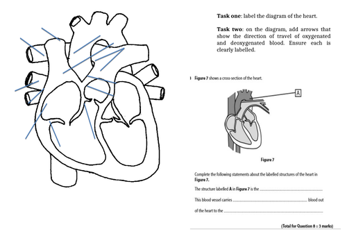 Cardio-respiratory System Homework
