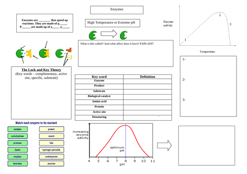 Differentiated Enzymes Revision Crib Sheet GCSE