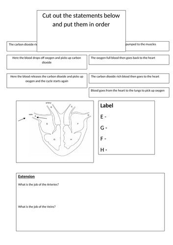 Heart and Circulation Activity