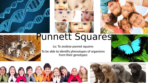 KS4/KS5 Punnet Squares and Inheritance