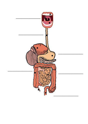 Digestion KS3 Scheme