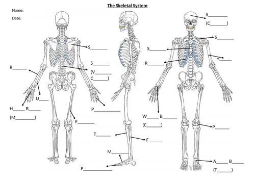 BTEC Unit 1 Anatomy and Physiology Skeletal Handout