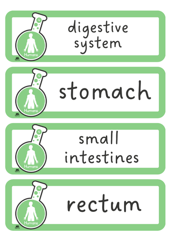 Year 4 Primary Science - Scientific Vocabulary Cards