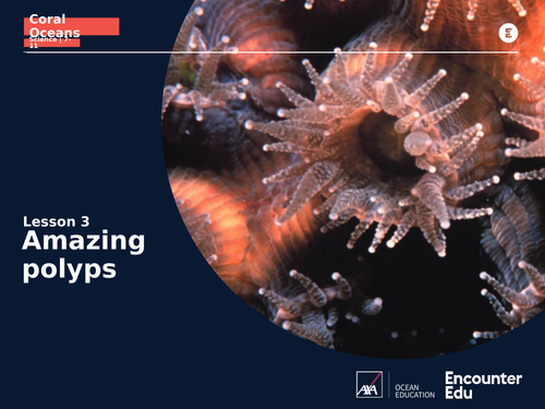 Coral Oceans KS2: What is coral?