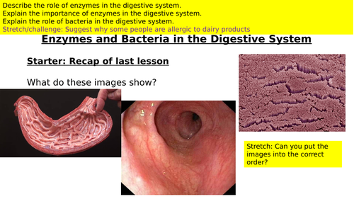 Digestive Enzymes