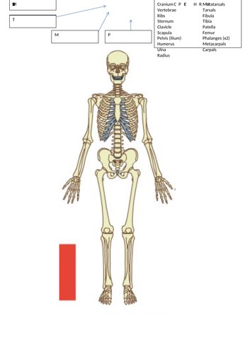 OCR  Skeletal systemSOW