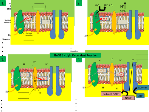 AQA A level Biology Photosynthesis
