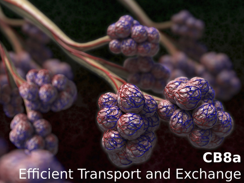 Edexcel CB8a Efficient Transport and Exchange