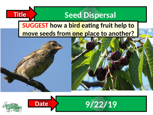 Seed Dispersal - Activate