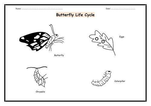 Butterfly and Moth - Life Cycle