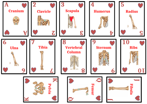 Muscles and Bones Cards