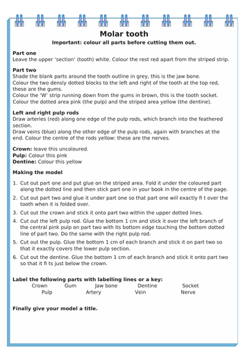 KS2 - Science - Teeth Worksheet - Molar