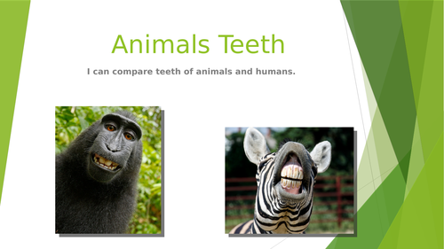 Animal Teeth Presentation