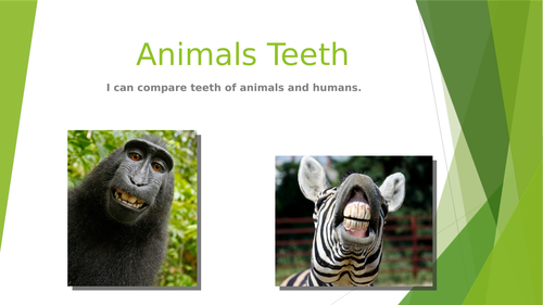 animals with human teeth