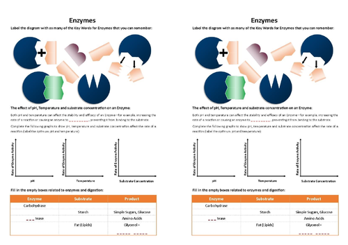 Enzymes - Worksheet: GCSE / KS4 Biology
