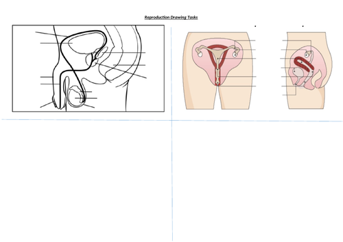 IB HL Biology  Spermatogenesis